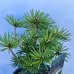 Dáždnikovec praslenovitý (Sciadopitys Verticillata) ´GREEN DIAMOND´ – výška 25-35 cm, kont. C3L